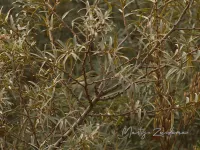 Swinhoes boszanger [Phylloscopus plumbeitarsus] - Maasvlakte Rotterdam  (10okt2021)  